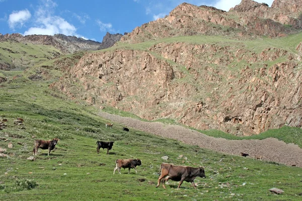 Ashukashka Suu valley, Tien Shan mountains, Kyrgyzstan — Stock Photo, Image