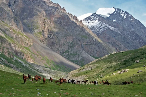 Chevaux dans la vallée d'Ashukashka Suu, montagnes du Tien Shan, Kirghizistan — Photo