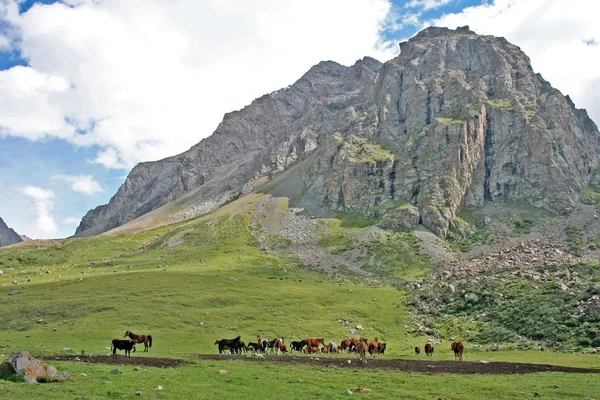 Chevaux dans la vallée d'Ashukashka Suu, montagnes du Tien Shan, Kirghizistan — Photo