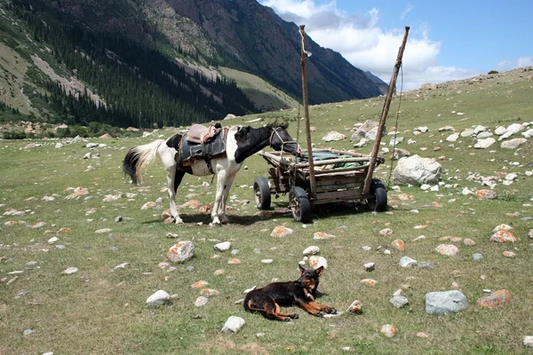 Camp de yourtes en Asie centrale — Photo