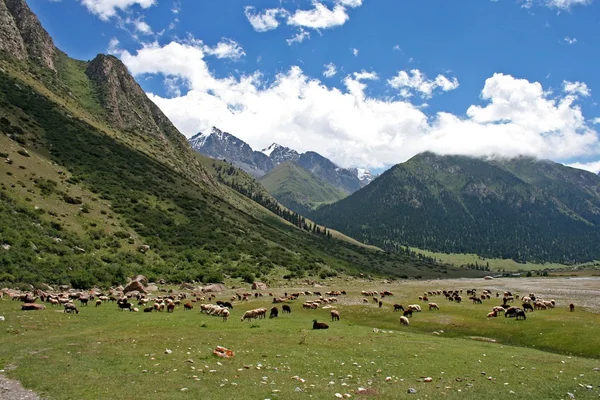 Dzhuku Valley, Tien Shan mountains, Kyrgyzstan — Stock Photo, Image
