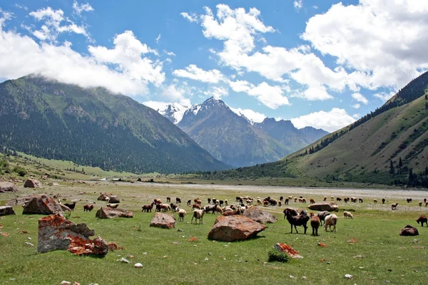 Sheeps in Dzhuku Valley, Tien Shan mountains, Kyrgyzstan — Stock Photo, Image