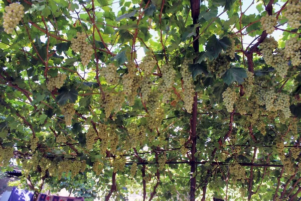 Uzbek grapes — Stock Photo, Image