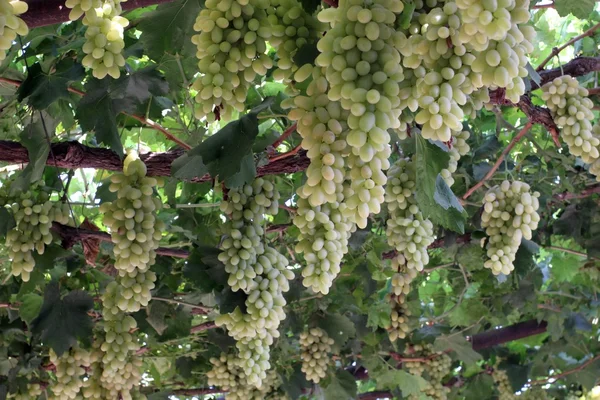 Uzbek grapes — Stock Photo, Image