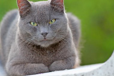 Rus kedi