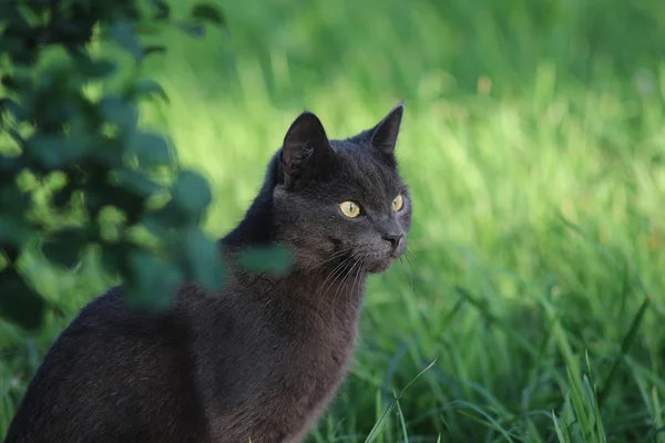 Gato ruso — Foto de Stock