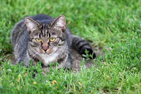 Gato doméstico — Fotografia de Stock