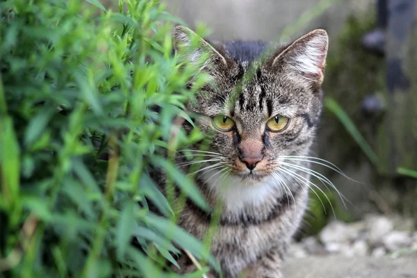 Huskatten — Stockfoto