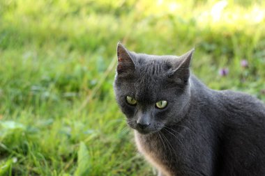 Rus kedi