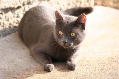Rus kedi