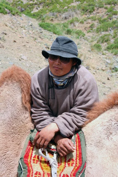 Altai kamel — Stockfoto