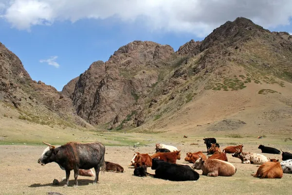 Gobi Yolyn Am Valley, Mongolia — Stock Photo, Image