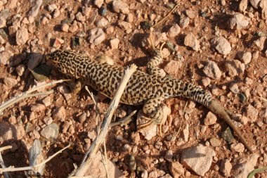 çöl kertenkele, Moğolistan gobi Çölü