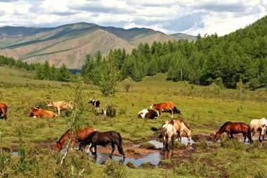 gorhi-terelj Milli Parkı - Moğolistan