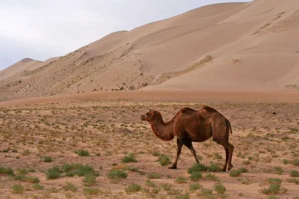 Dune desertiche - mongolia — Foto Stock