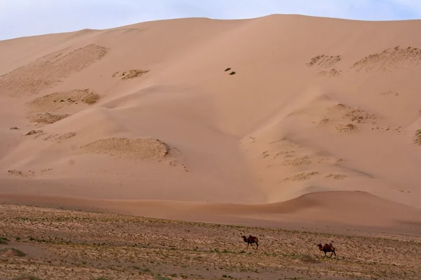 Desierto de dunas - mongolia — Foto de Stock