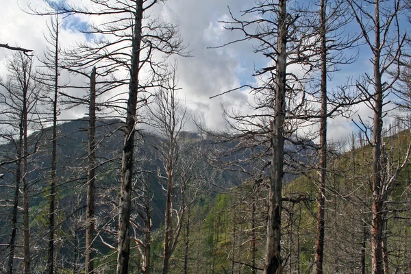 Montagnes orientales de Sayan, région Peak of Love, Sibérie, Russie — Photo