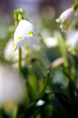 Bahar kar taneleri çiçek - göl vernum carpaticum