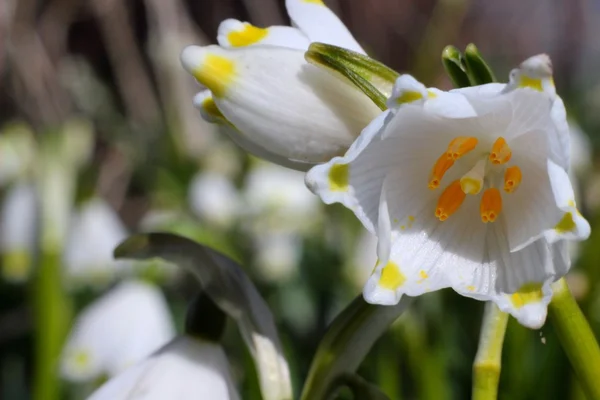 Frühling Schneeflocken Blumen - leucojum vernum carpaticum — Stockfoto