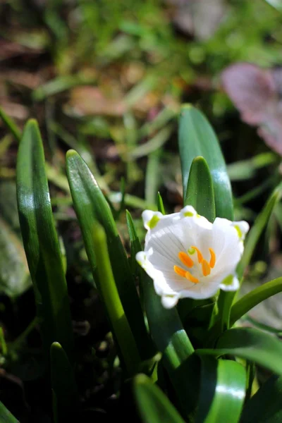 Flocos de neve de primavera flores - leucojum vernum carpaticum — Fotografia de Stock