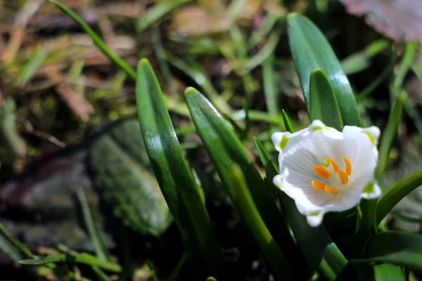 Flocos de neve de primavera flores - leucojum vernum carpaticum — Fotografia de Stock