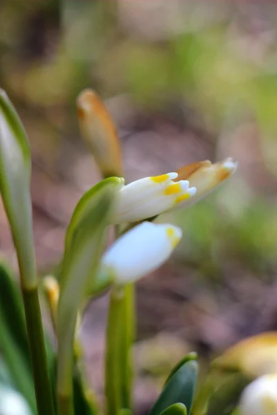 Flores de copos de nieve de primavera - leucojum vernum carpaticum — Foto de Stock