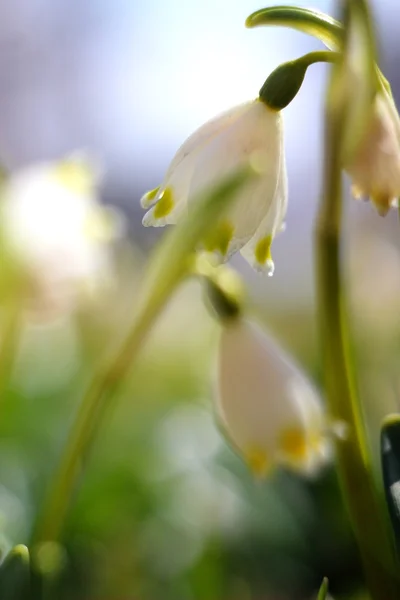 Flores de copos de nieve de primavera - leucojum vernum carpaticum —  Fotos de Stock