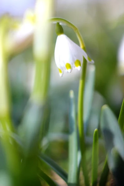 Flocos de neve de primavera flores - leucojum vernum carpaticum — Fotografia de Stock