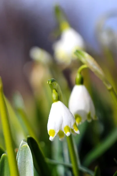 Flores de copos de nieve de primavera - leucojum vernum carpaticum —  Fotos de Stock