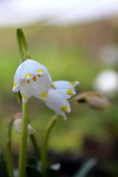 Fleurs de flocons de neige de printemps - leucojum vernum carpaticum — Photo