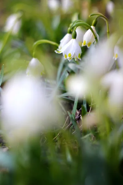 Spring snowflakes flowers - leucojum vernum carpaticum — Stock Photo, Image