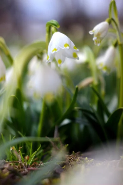 Flores de copos de nieve de primavera - leucojum vernum carpaticum —  Fotos de Stock