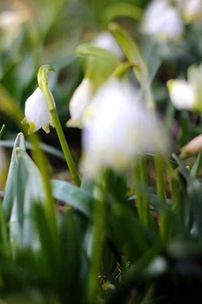 Flocos de neve de primavera flores - leucojum vernum carpaticum — Fotografia de Stock