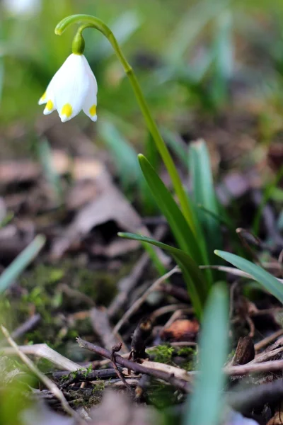 Flocos de neve de primavera flores - leucojum vernum carpaticum — Fotografia de Stock