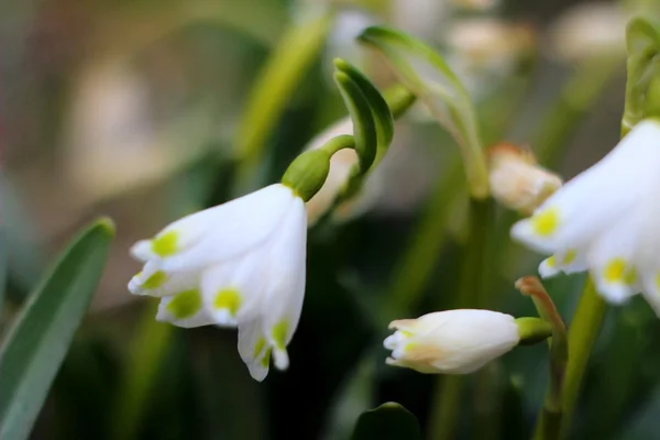 Весенние снежинки цветы - leucojum vernum carpaticum — стоковое фото