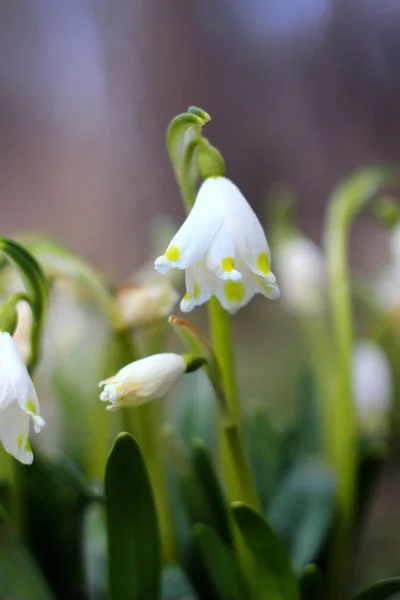 Spring snowflakes flowers - leucojum vernum carpaticum — Stock Photo, Image