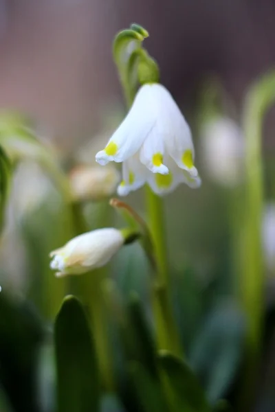 Fiori di fiocchi di neve primaverili - leucojum vernum carpaticum — Foto Stock