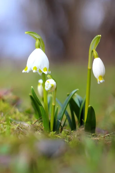 Spring snowflakes flowers - leucojum vernum carpaticum — Stock Photo, Image