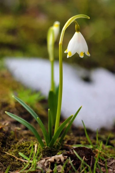 Wiosenne kwiaty śniegu - śnieżyca vernum carpaticum — Zdjęcie stockowe