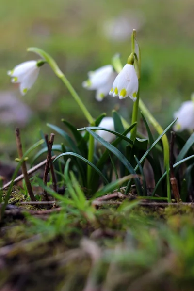 Весенние снежинки цветы - leucojum vernum carpaticum — стоковое фото