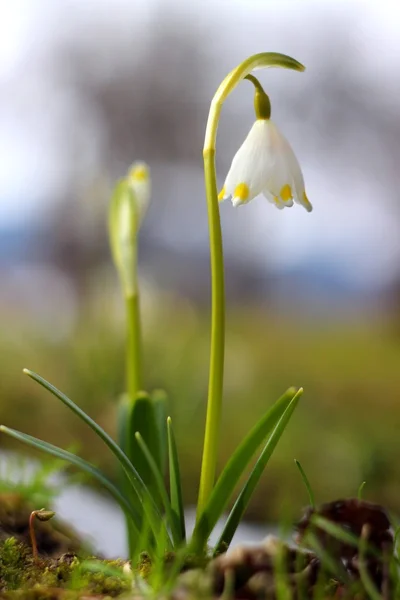 Wiosenne kwiaty śniegu - śnieżyca vernum carpaticum — Zdjęcie stockowe