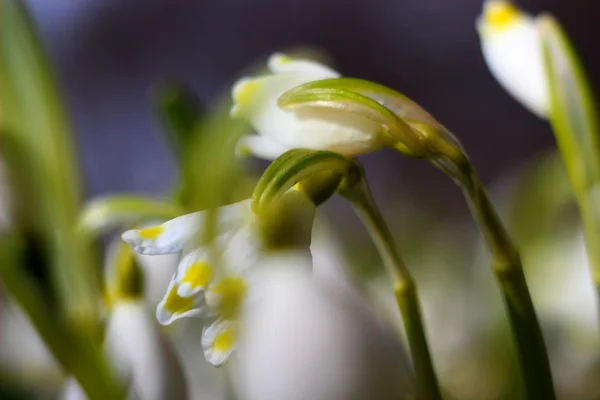 Lentebloemen sneeuwvlokken - leucojum vernum carpaticum — Stockfoto