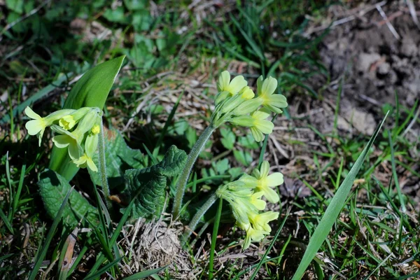 Primula florescendo em um ajuste do jardim da mola — Fotografia de Stock