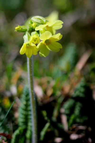 Blooming primula in a spring garden setting — Stock Photo, Image