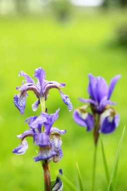 güzel Menekşe çiçek - bahçede çiçek açan iris