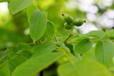 bahar mevsimi bir ağaç üzerinde büyüyen yeşil ceviz