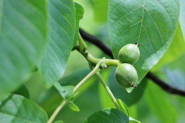 bahar mevsimi bir ağaç üzerinde büyüyen yeşil ceviz