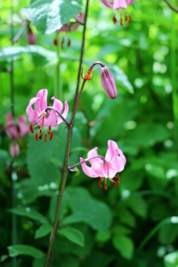 martagon lily lilyum martagon