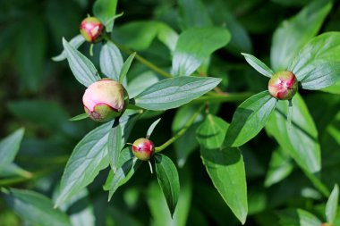 Bahçede kırmızı şakayık