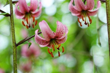 martagon lily lilyum martagon